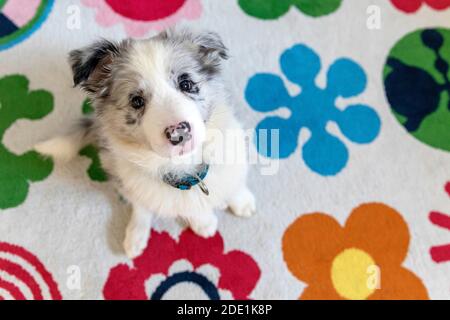Close up of a Border Collie Blue Merle puppy sitting down indoors on colorful rug and looking up Stock Photo