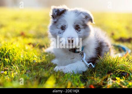 Close up of a Border Collie Blue Merle puppy lying down outdoors Stock Photo