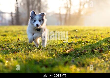 Little Border Collie Blue Merle puppy 8 weeks old running on grass in a park in fall Stock Photo