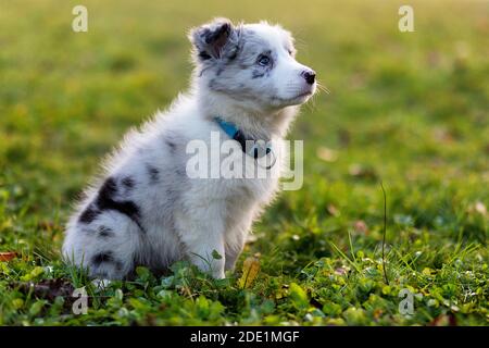 Blue merle border collie puppy sitting on the grass Stock Photo