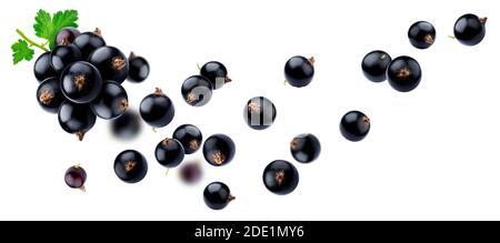 Falling black currant isolated on white background Stock Photo