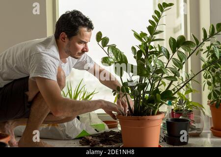 Man is repotting the house plant Zamia indoor gardening Stock Photo