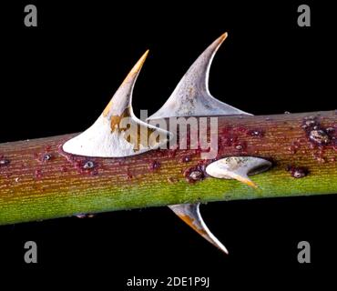 Rosehip thorns Stock Photo