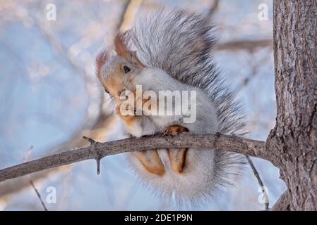 Little cute gray squirrel with a fluffy tail close-up on a tree branch in winter in the park Stock Photo