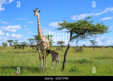 Giraffe (Giraffa camelopardalis) mother with calf drinking, Masai Mara, Kenya.