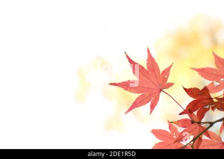 Japanese autumn red maple isolated on pure white background, natural image Stock Photo
