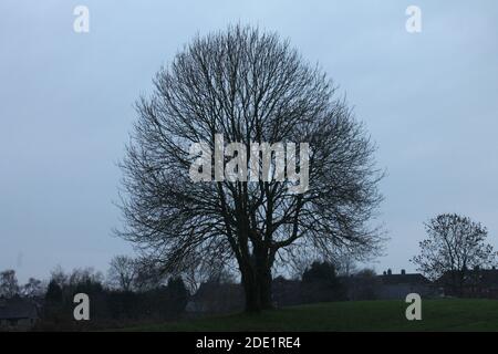 Large Ash tree in autumn on a cold and misty morning Stock Photo