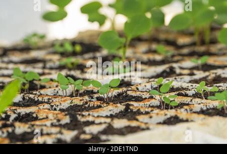 Aquilegia seedlings seedling plant plants columbine close up in ...