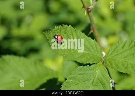 Red beetle - coccinellidae, ladybug or ladybird sitting on a green leaf Stock Photo