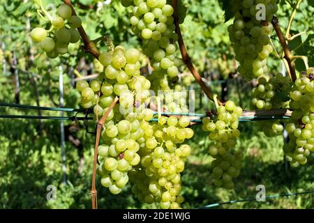 Many bunches of sweet green grapes on vine on a vineyard Stock Photo