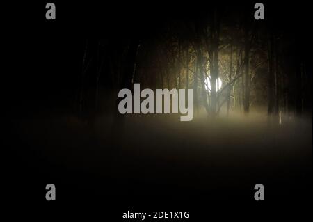 Moody image with a light globe used in cinematography in a dark forest at night with smoke above the ground - UFO concept. Stock Photo