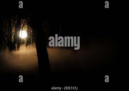 Moody image with a light globe used in cinematography in a dark forest at night with smoke above the ground - UFO concept. Stock Photo