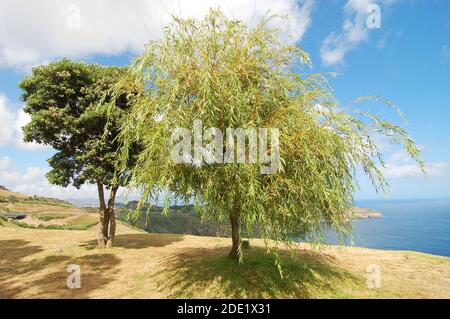 In the shade of the willow tree near the ocean in azores island Stock Photo