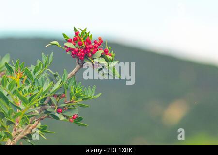 Plant of pistacia lentiscus with berries in South Sardinia Stock Photo