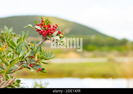 Plant of pistacia lentiscus with berries in South Sardinia Stock Photo