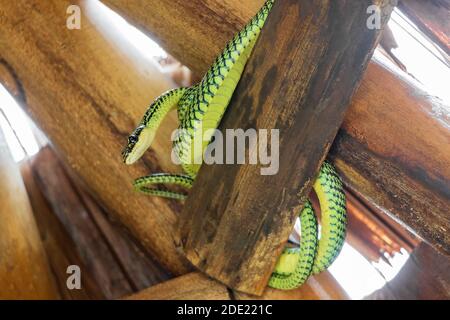 Snake in the bamboo roof on Koh Phangan, Koh Pha Ngan, Thailand. Paradise Tree Snake. Stock Photo