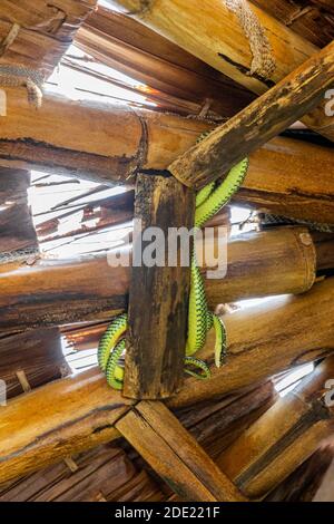 Snake in the bamboo roof on Koh Phangan, Koh Pha Ngan, Thailand. Paradise Tree Snake. Stock Photo