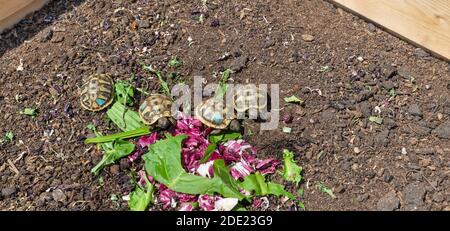 Young land turtles (Testudo hermanni boettgeri) Stock Photo