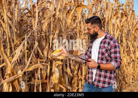 Farmer or agronomist standing in corn field, holding a tablet and checking the golden ripe corn cobs before harvest at sunset. Stock Photo
