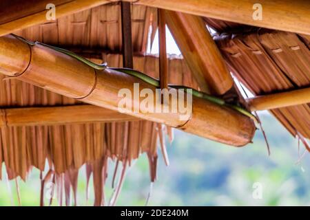 Snake in the bamboo roof on Koh Phangan, Koh Pha Ngan, Thailand. Paradise Tree Snake. Stock Photo