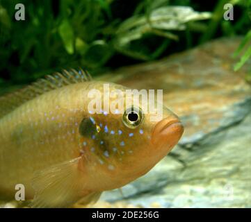 Red Jewel, hemichromis bimaculatus, Adult Stock Photo