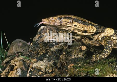 Dumeril's Monitor, varanus dumerilii, Adult with Tongue out, Hunting Mouse Stock Photo