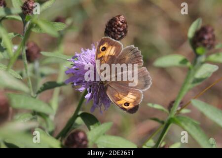 Meadow brown butterfly Stock Photo