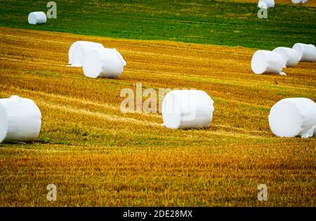 Hay bale silage wrapped in white plastic and sitting on a golden and green field. High quality photo Stock Photo