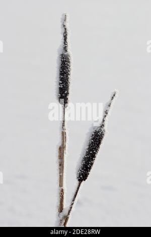 Bullrush at a frozen lake. Stock Photo