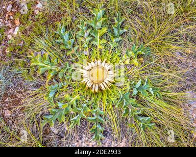 Stemless carline thistle (Carlina acaulis) flower blooming on Casse Noir in Cevennes, France Stock Photo