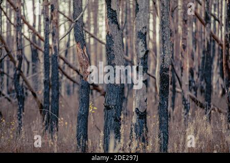 mysterious trees adored by radiation. red forest. Pripyat city in Chernobyl Exclusion Zone, Ukraine Stock Photo