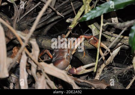 Brown Land Crab (Cardisoma carnifex) into the bush Stock Photo