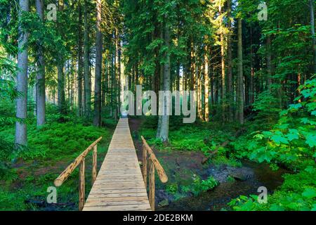 A wooden pathway trough the coniferous forest in summer jeseniky.