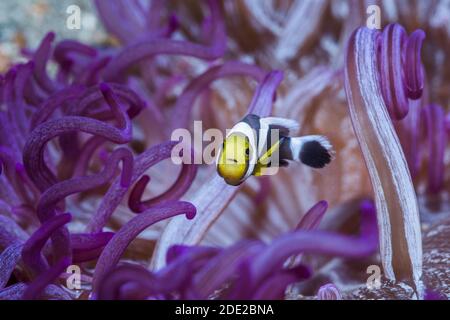 Corkscrew or Long Tentacle Anemone [Macrodactyla doreensis] with a juvenile Saddleback Anemonefish [Amphiprion polymnus]. Stock Photo