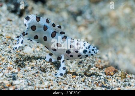 Juvenile Barramundi cod [Cromileptes altivelis].  Lembeh Strait, North Sulawesi, Indonesia. Stock Photo