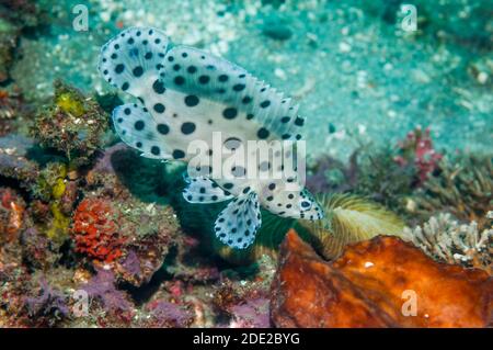 Barramundi cod [Chromileptes altivelis].  Lembeh Strait, North Sulawesi, Indonesia. Stock Photo