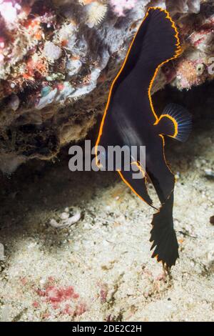 Juvenile Pinnate Batfish [Platax pinnatus].  West Papua, Indonesia.  Indo-West Pacific. Stock Photo