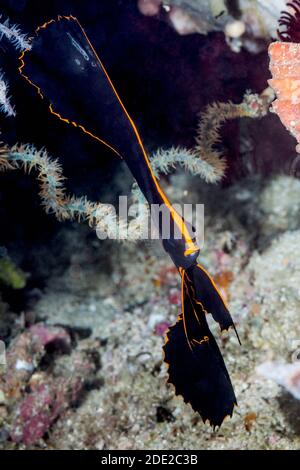 Juvenile Pinnate Batfish [Platax pinnatus].  West Papua, Indonesia.  Indo-West Pacific. Stock Photo