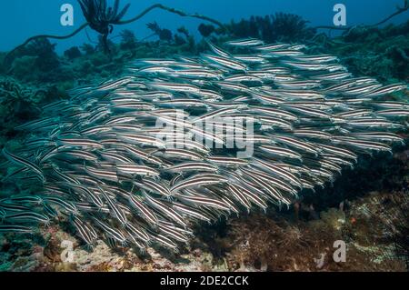 Lined catfish [Plotusus lineatus].  Cebu, Malapascua Island, Philippines. Stock Photo