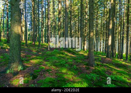 Sun beams through thick trees branches in dense green forest Stock Photo