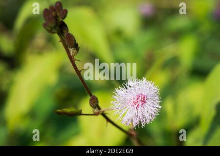 Close up of Mimosa pudica also known as shame plant or shameplant, sensitive, sleepy, action, touch-me-not, zombie plant. Stock Photo
