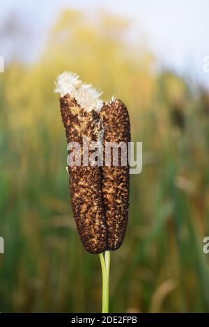 Broadleaf cattail Typha latifolia letting out fluffy seed Stock Photo