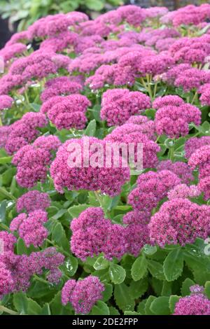 Big group of Pink Mongolian Stonecrop Sedum ewersii flowering Stock Photo