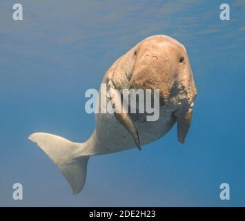 Dugong dugon (seacow or sea cow) swimming in the tropical sea water Stock Photo