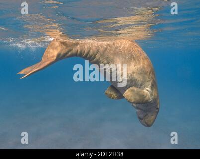 Dugong dugon (seacow or sea cow) swimming in the tropical sea water Stock Photo