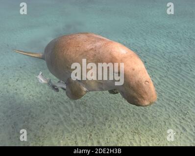 Dugong dugon (seacow or sea cow) swimming in the tropical sea water Stock Photo