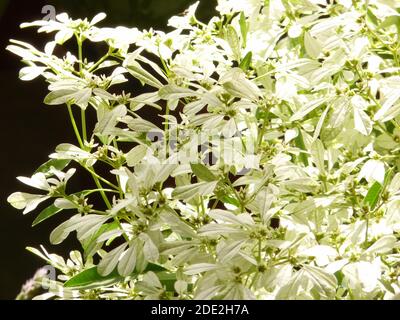 A closeup shot of bright blooming white lace euphorbia plant leaves Stock Photo
