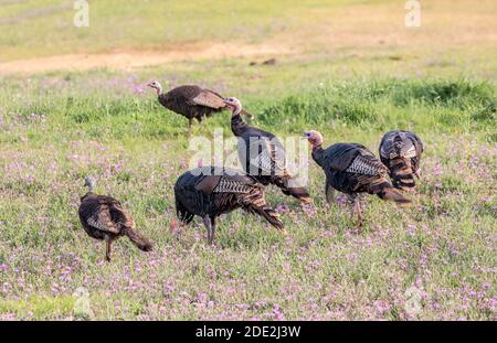 Stacked pile of cast elk horns at the National Bison Range in Montana, USA  Stock Photo - Alamy