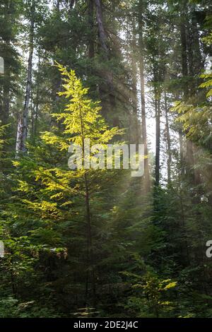 Sun shining through forest, Bull River Campground, Kootenai National Forest, Montana, USA Stock Photo