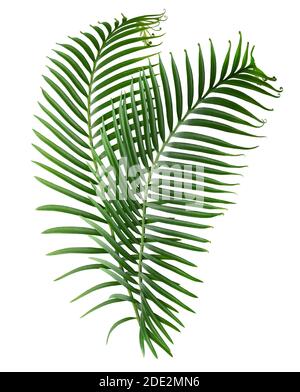 palm leaves isolated on a white background. Stock Photo